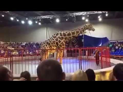 Жираф сделал мне прическу!